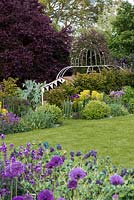 A family garden with lawn, arbour covered with Clematis montana 'Elizabeth', purple prunus tree and borders filled with tough plants including Allium 'Purple Sensation', Erysimum 'Bowles Mauve', Cerinthe major 'Purpurascens', Euphorbia characias subsp. wulfenii, catmint and Box.