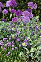 A late spring combination of purple plants including Chives, Nerinthe major 'Purpurascens' and Allium 'Purple Sensation'.