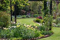 A spring garden with an island bed of yellow Tulipa 'Fringed Elegance' and Narcissus 'Cheerfulness', and honeywort by a grass path. On the right hand upright, Clematis 'Maidwell Hall'.
