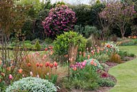 A colourful spring garden with mixed border of tulips and ornamental grasses, Camellia and Magnolia.