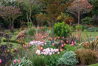 A colourful spring garden with mixed border of tulips, ornamental grasses, Phormium, Cercidiphyllum japonicum, Euphorbia mellifera with Acer and Magnolia trees behind. Large clump of pale pink Tulipa 'Salmon Van Eijk'.