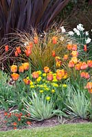 A hot spring combination of Tulipa 'Cairo', 'Request' 