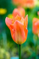 Tulipa 'Request'