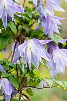 Clematis macropetala 'Maidwell Hall' - double flowered clematis