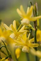 Narcissus 'Hawera' 