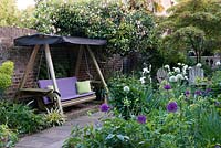 Swing seat sits below pink old camellias and Rosa 'Paul's Himalayan Musk'. To right, sunny bed planted with purple and white allium, peonies, Mathiasella burpleuroides 'Green Dream' and bearded irises. Behind on right, mature Japanese acer hangs over wooden seats.