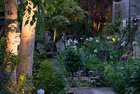 Illuminated at night, trunk of silver birch with ceramic face sculpture by Pauline Lee, rising above border of Euphorbia characias and purple Erysimum 'Bowles Mauve',. Behind, glimpses of the town garden, with white allium, Mathiasella burpleuroides 'Green Dream' and pale irises glowing in the dusk. Spotlights under mature Japanese maple and red-leaved ornamental cherry.