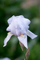 Iris 'Jane Phillips', a bearded iris flowering in May.