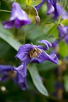 Clematis durandii, a medium-sized deciduous sub-shrub which produces flowers from early summer to early autumn.