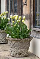 Tulipa 'Spring Green' in containers outside a front door.