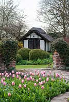 A border with Tulipa 'Ollioules' underplanted with forget-me-nots, with a view to a thatched pool house.