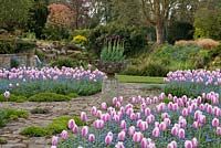 An informal parterre with Tulipa 'Ollioules' underplanted with forget-me-nots.  In raised central urn, Tulipa 'Black Hero'.