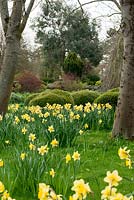 Narcissus - Naturalised daffodils in front of large box mounds.