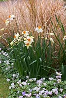 Narcissus 'Geranium' planted with pheasant's tail grass, Anemanthele lessoniana, syn. Stipa arundinacea and Anemone 'Radford'