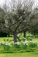 An orchard with an old apple tree underplanted with white Narcissus 'Geranium'.