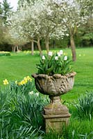 A stone planter with Tulipa 'Snowstar' in the Orchard.