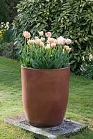 A glazed pot planted with Tulipa 'Orange Angelique'.