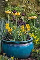 A blue glazed ceramic container planted with Tulipa 'Black Hero' with Erysimum 'Walberton's Fragrant Sunshine'.