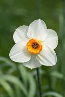 Narcissus 'Actaea'.