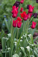 Tulipa 'Red Shine' with Tulipa 'Paul Scherer'.