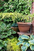 A bonsai pine in a terracotta pot surrounded by hostas.