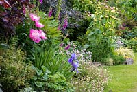 A harmonious border planted with Cotinus coggygria, Paeonia 'Bowl of Beauty', Iris 'Harbor Blue', Digitalis purpurea, Phlomis russelliana and Sambucus nigra.