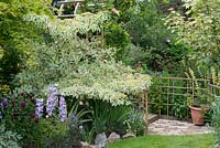 A mixed border with Cornus controversa 'Variegata', campanula and roses in front of a brick path with cane fencing.