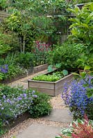 A raised area with slab and gravel paths between borders planted with  fruit and vegetables: lettuce, courgette and gooseberry and mixed borders: penstemon, scabious, dianthus and erigeron.