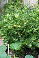 Ribes uva-crispa, gooseberry, soft fruit bush