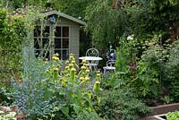 A mixed border of Phlomis russelliana, Thalictrm flavum, ceanothus and clematis in front of a seating area and wooden summer house.