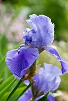 Iris 'Harbor Blue', tall bearded flag iris