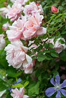 Rosa 'Albertine', vigorous rambling rose