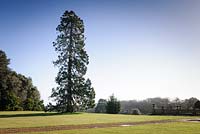 Sequoia planted by Queen Victoria