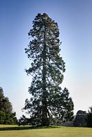 Sequoia planted by Queen Victoria