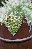 Erigeron growing in a recycled chimney pot.