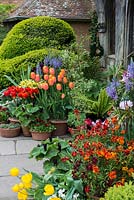 Spring pots with Tulipa 'Dordogne', scarlet Tulipa 'Couleur Cardinal', camassia, bellis daisies, wallflowers and narcissi. Great Dixter.