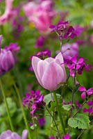 Tulipa 'Rosalie' with Lunaria annua - honesty