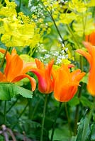 A planting combination of Tulipa 'Ballerina' with Smyrnium perfoliatum