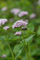 Valeriana pyrenaica, a tall perennial bearing fluffy pink flowers in April.