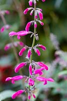 Salvia curviflora 'Tubular Bells'. Veddw House Garden, Monmouthshire, Wales, UK. October. Garden designed and Created by Anne Wraeham and Charles Hawes