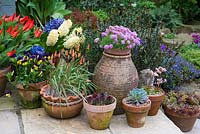 A group of terracotta containers with echeveria, tulipa, viola, hyacinthus and armeria.