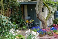 A painted shed and storeroom behind spring container planted with Narcissus and Muscari.    Blue wooden slatted chair and table.