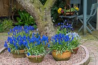 An old Bramley apple tree surrounded by containers planted with Muscari botryoides 'Superstar', 'Peppermint' and Muscari latifolium.