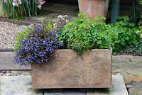 A stone trough planted with alpine veronica, Aquilegia and Primula 'Johanna'