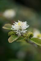Fothergilla monticola 'Huntsman', April. A shrub with bottlebrush white flowers, particularly suited to acidic soil.