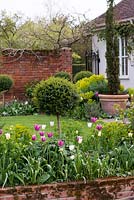 In walled courtyard garden, beds are planted with euphorbia, ligustrum standards, Italian cypress and tulips 'Spring Green', 'White Triumphator' and pink 'Ballade'.