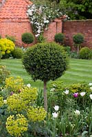 An evergreen ligustrum standard rises above a bed of euphorbia and tulips 'White Triumphator', 'Spring Green' and 'Ballade'.