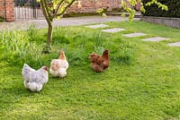 Chickens on a lawn.