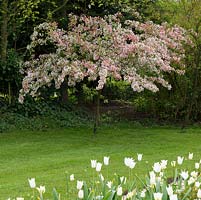 Malus - crabapple tree in blossom behind a border of Tulipa 'White Triumphator'.