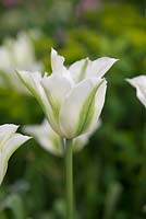 Tulipa 'Spring Green', viridiflora tulip
